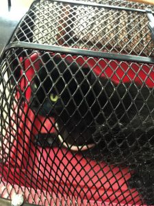 Our pet cat was miserable in this hardshell carrier, she does much better in the softshell nowadays.
