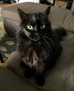 Our pet cat roma has flown across the country and back, twice!