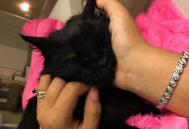 Roma is a sweet girl, looks to be pet all the time!