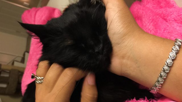 Roma is a sweet girl, looks to be pet all the time!