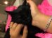 Roma is a sweet girl, looks to be pet all the time!