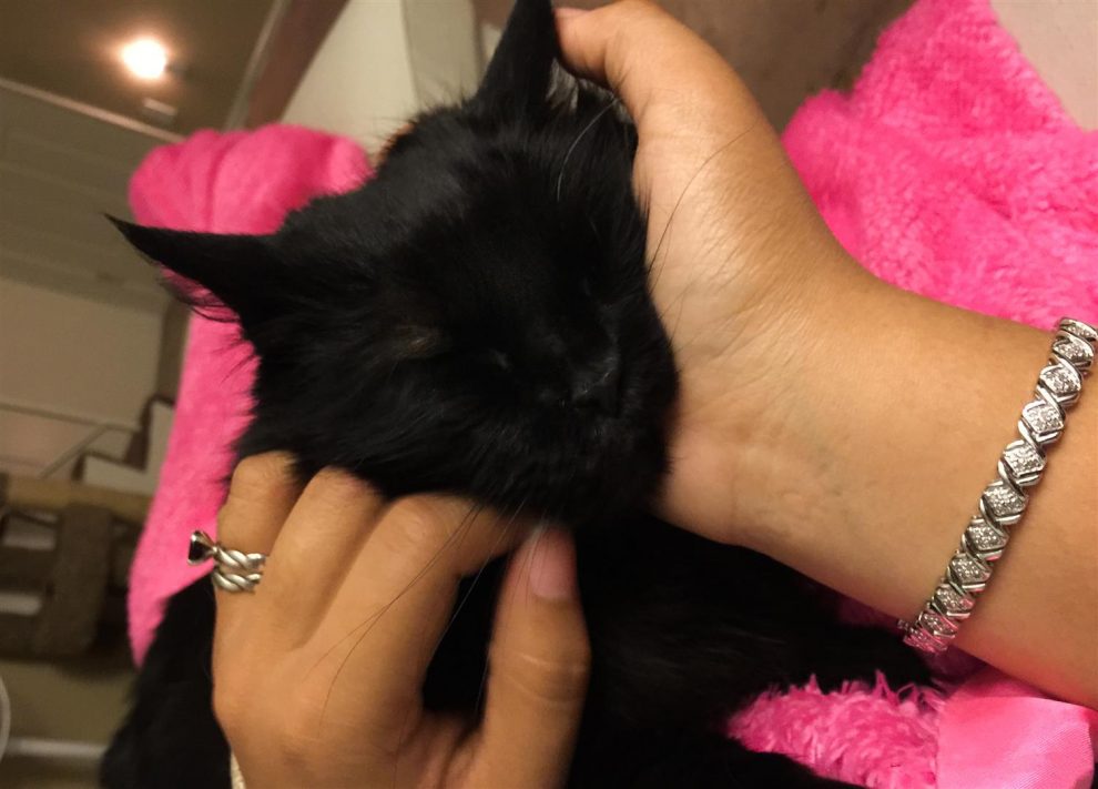 Roma is a sweet girl, looks to be pet all the time!